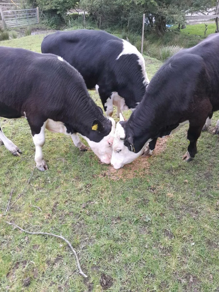 Cattle - Image 2