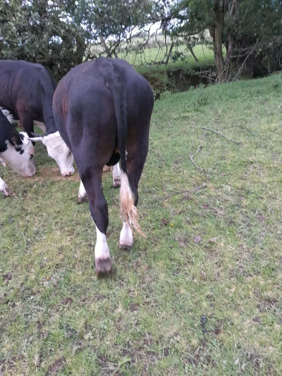 Cattle - Image 3