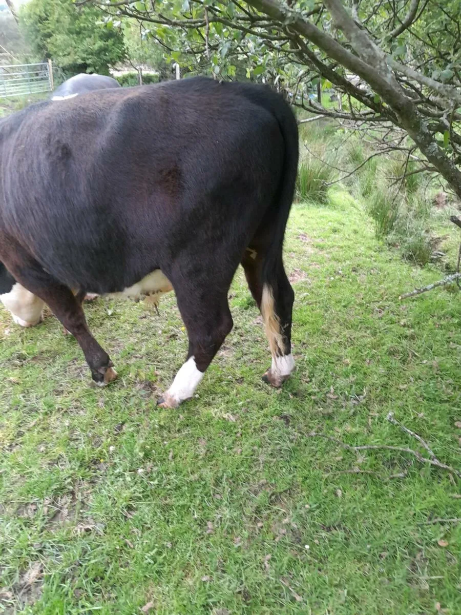 Cattle - Image 4