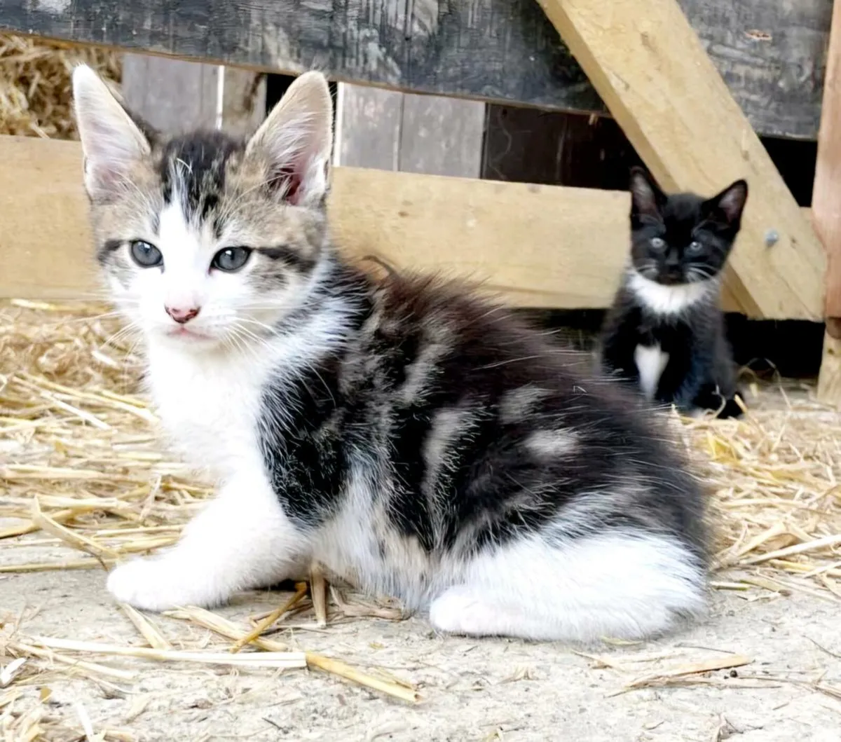 Kittens - Image 2