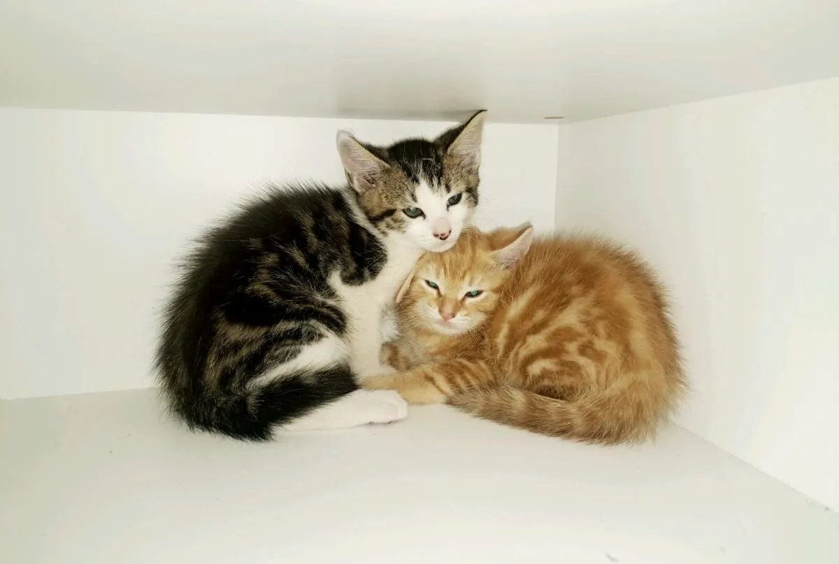Kittens - Image 1