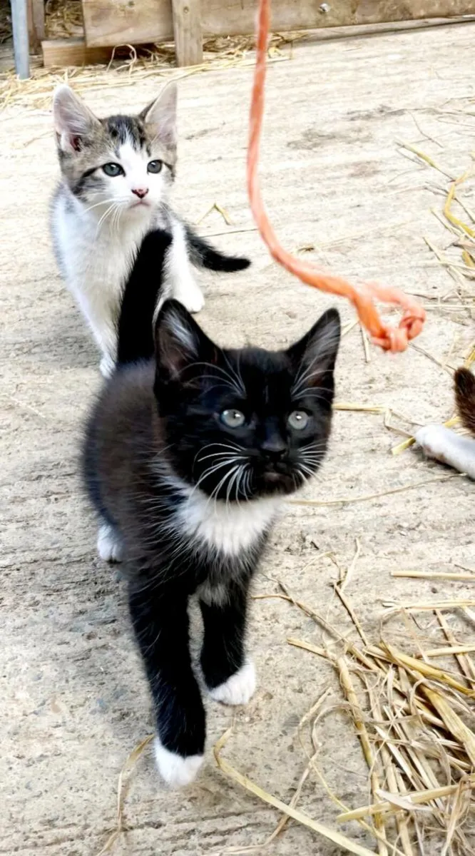 Kittens - Image 3