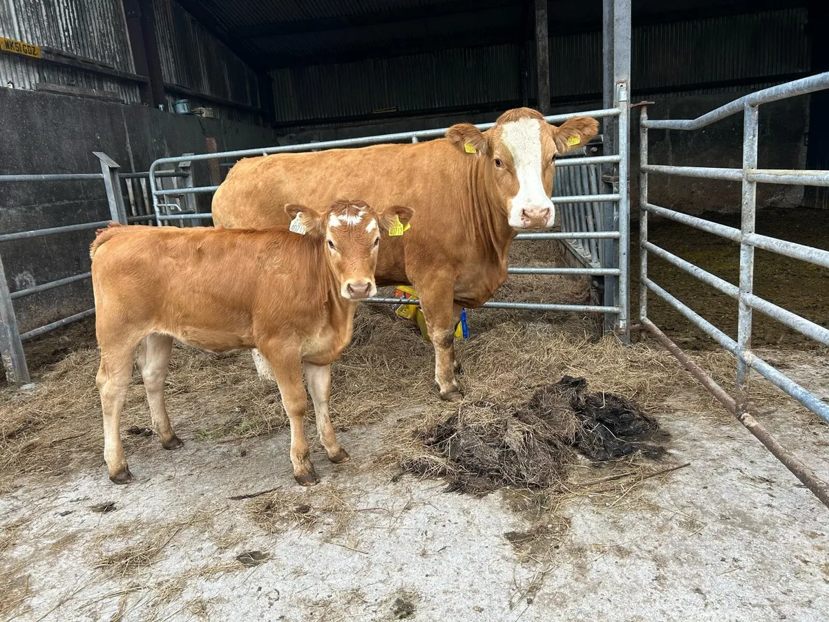 Sucklers with calves - Image 1