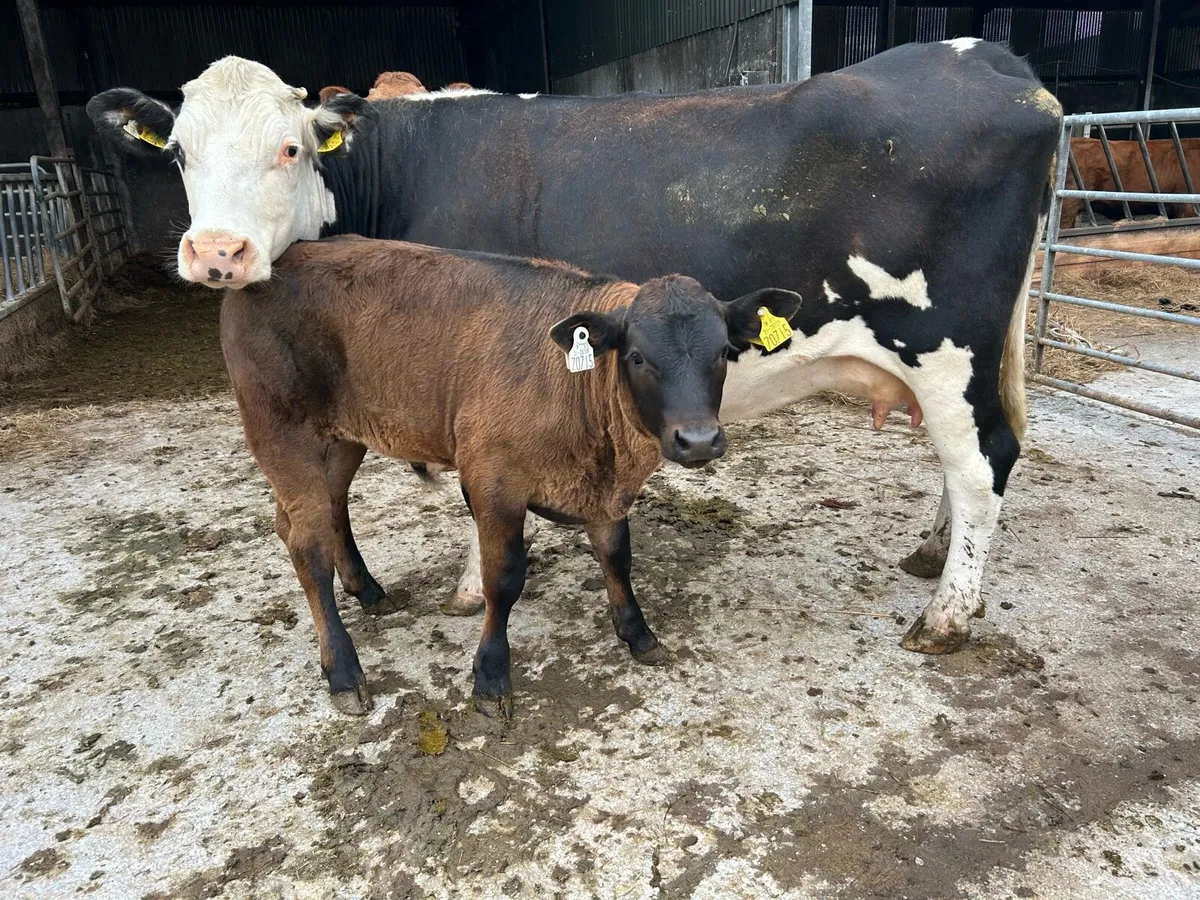 Sucklers with calves - Image 2