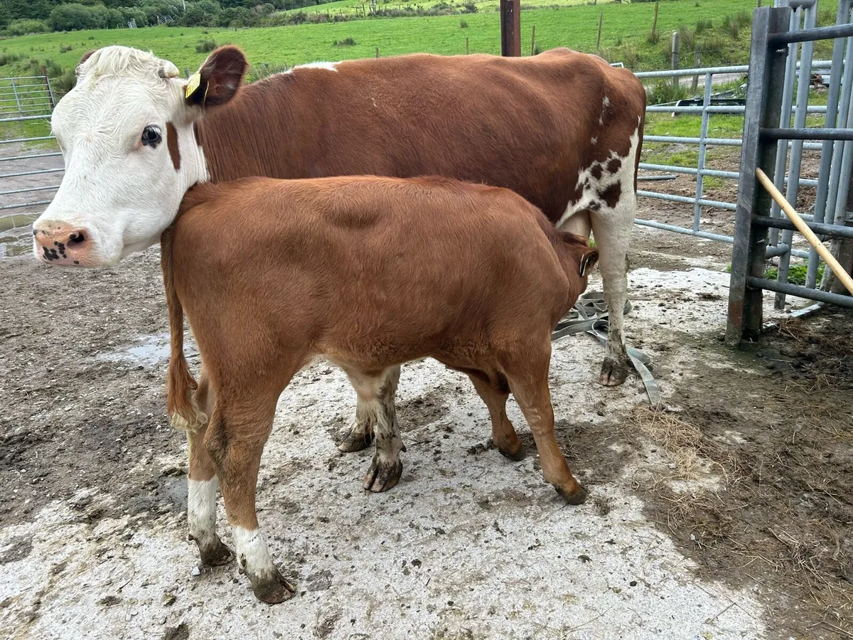 Sucklers with calves - Image 3