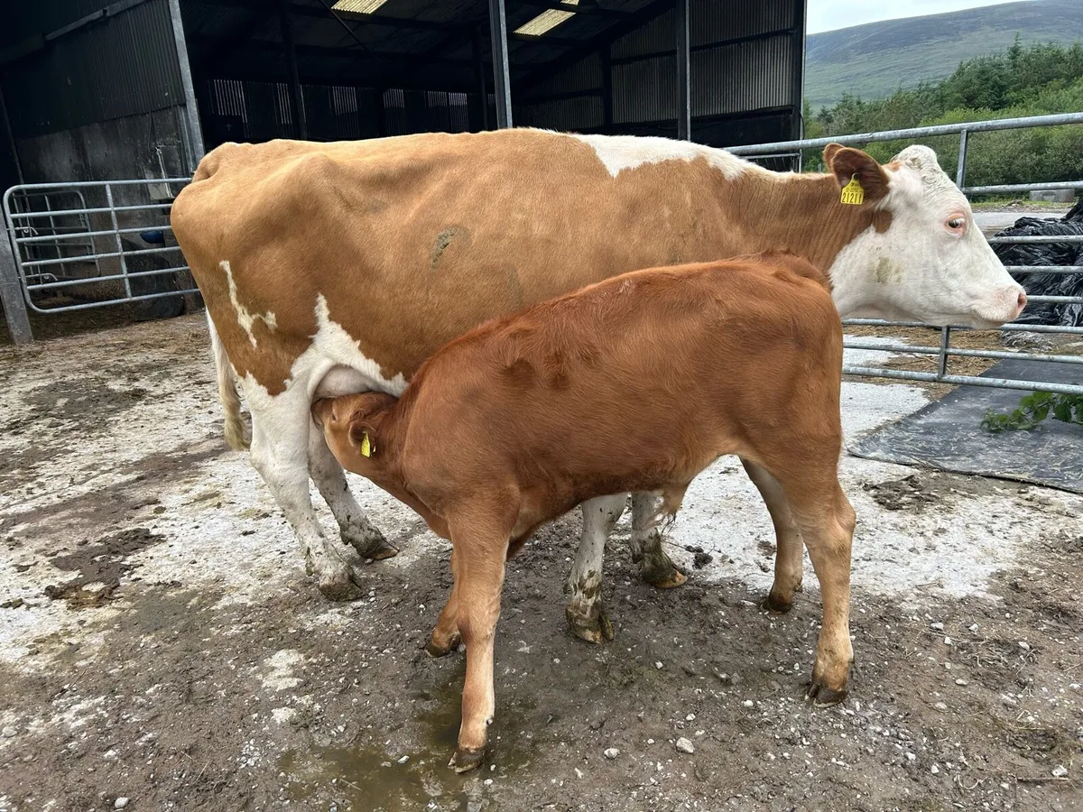 Sucklers with calves - Image 4