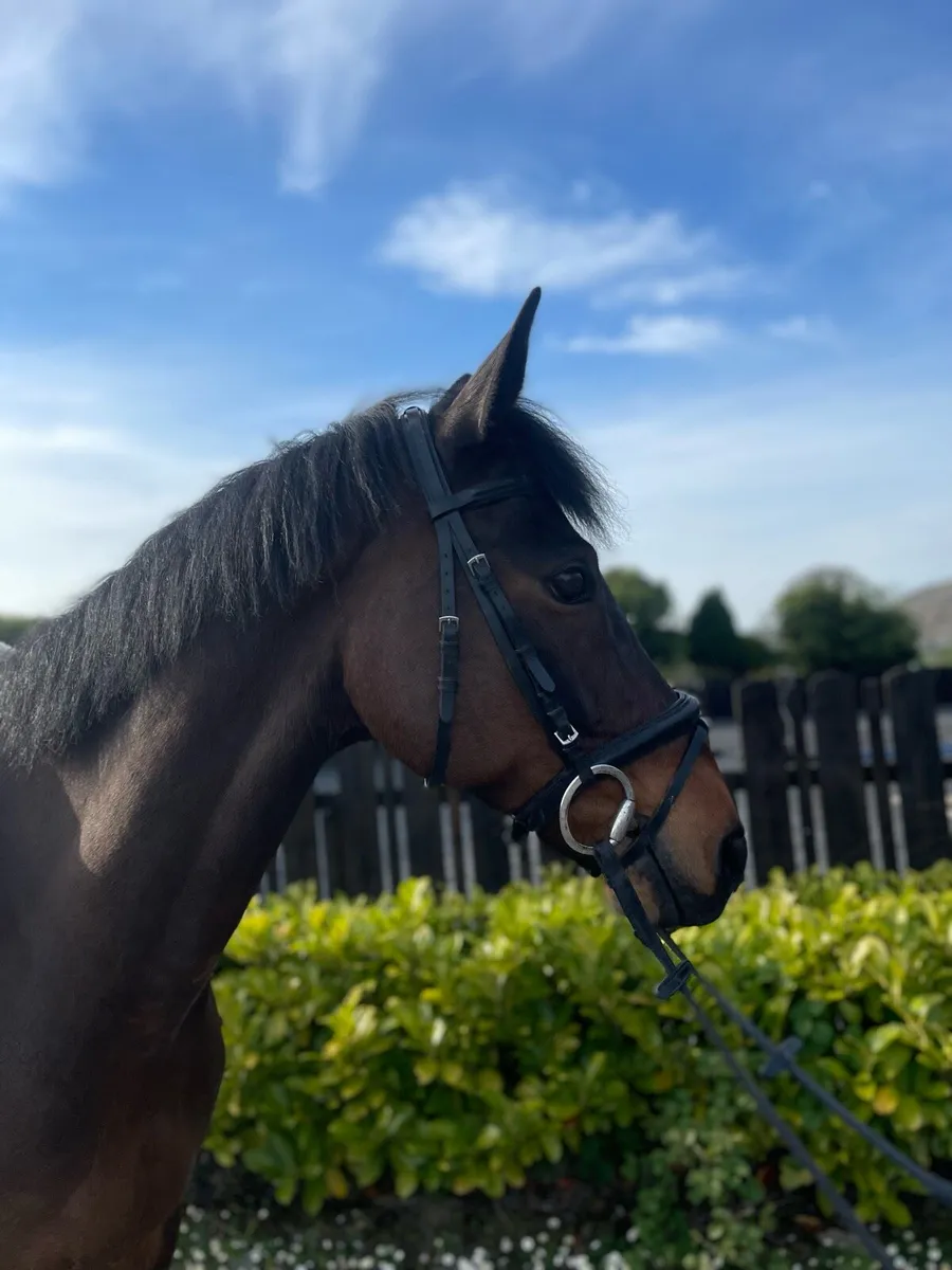15.2 Connie X Tb Gelding - Image 1