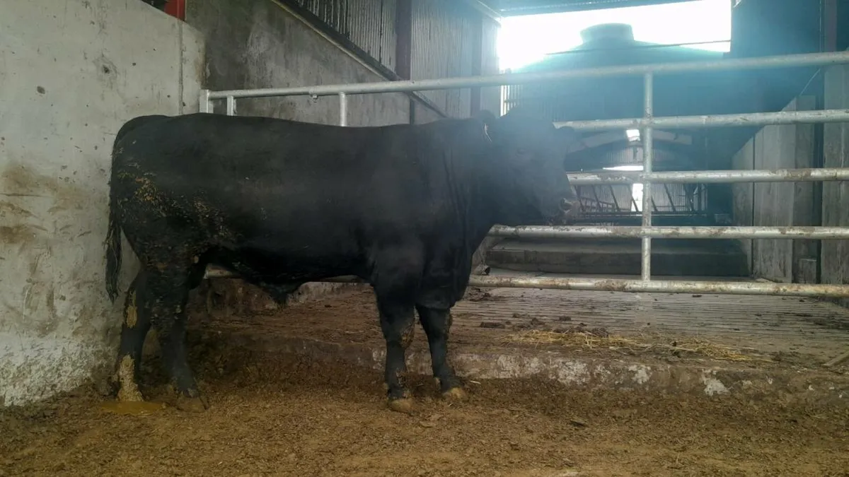 Coolcran Angus Pedigree Bull - Image 2