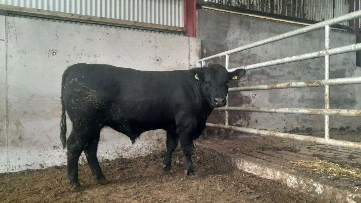 Coolcran Angus Pedigree Bull - Image 1