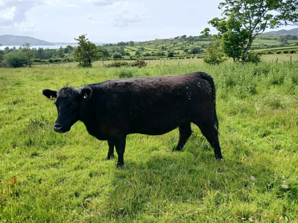 Aberdeen  Angus - Image 1