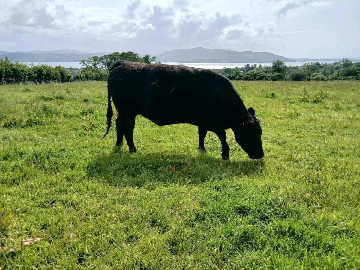 Aberdeen  Angus - Image 2