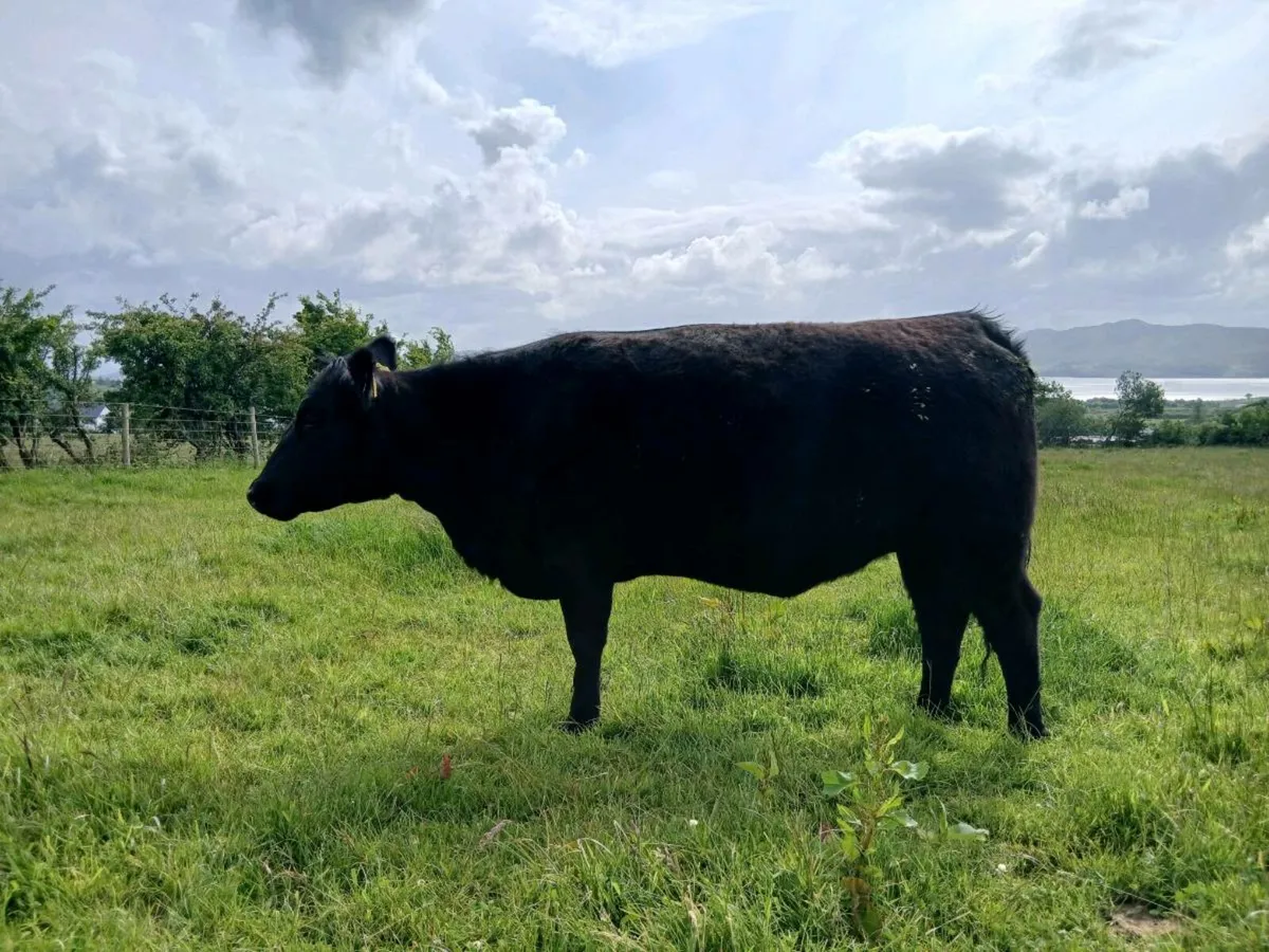 Aberdeen  Angus - Image 4
