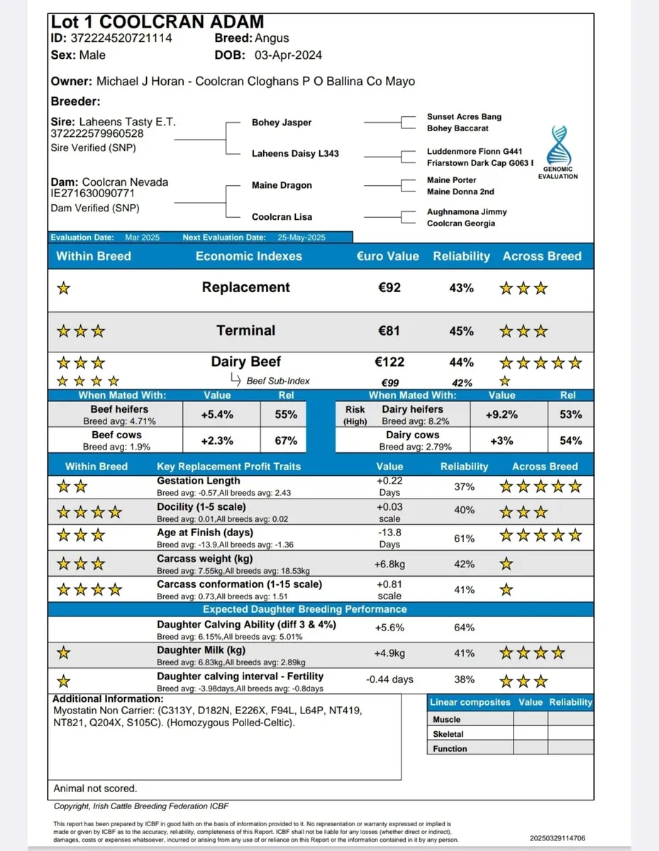Coolcran Angus Pedigree Bull - Image 3