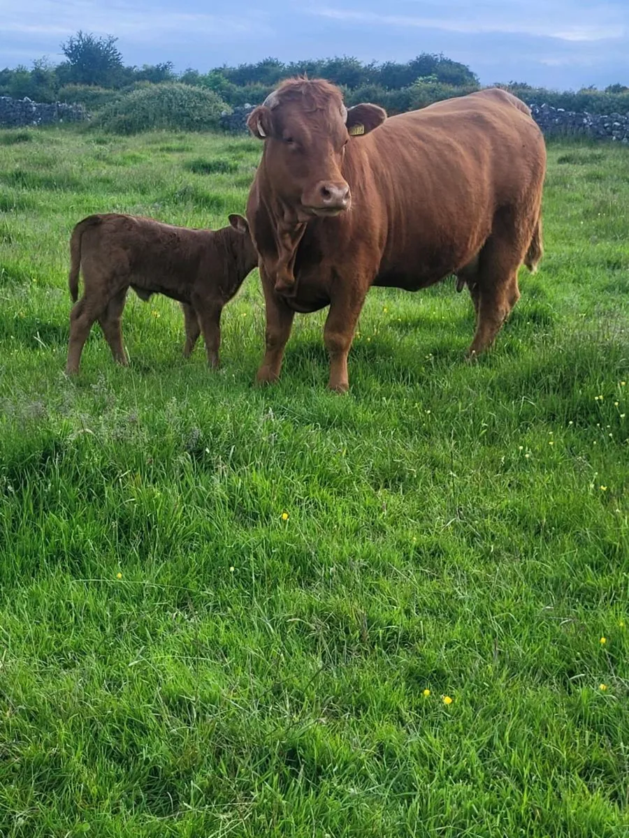 Heifer with calf at foot - Image 1