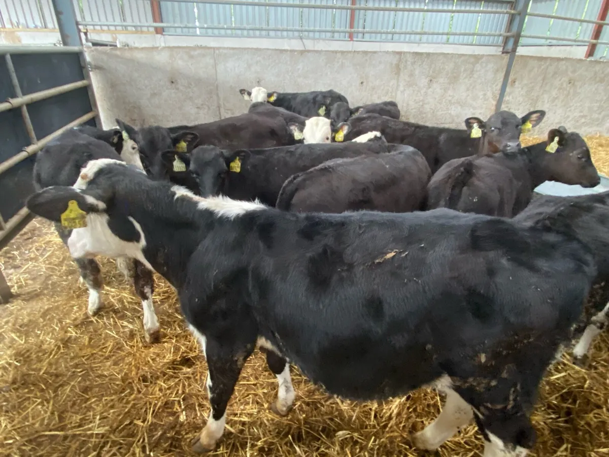 6 Month Old Bull  Weanlings 175kg @ Lissava - Image 1