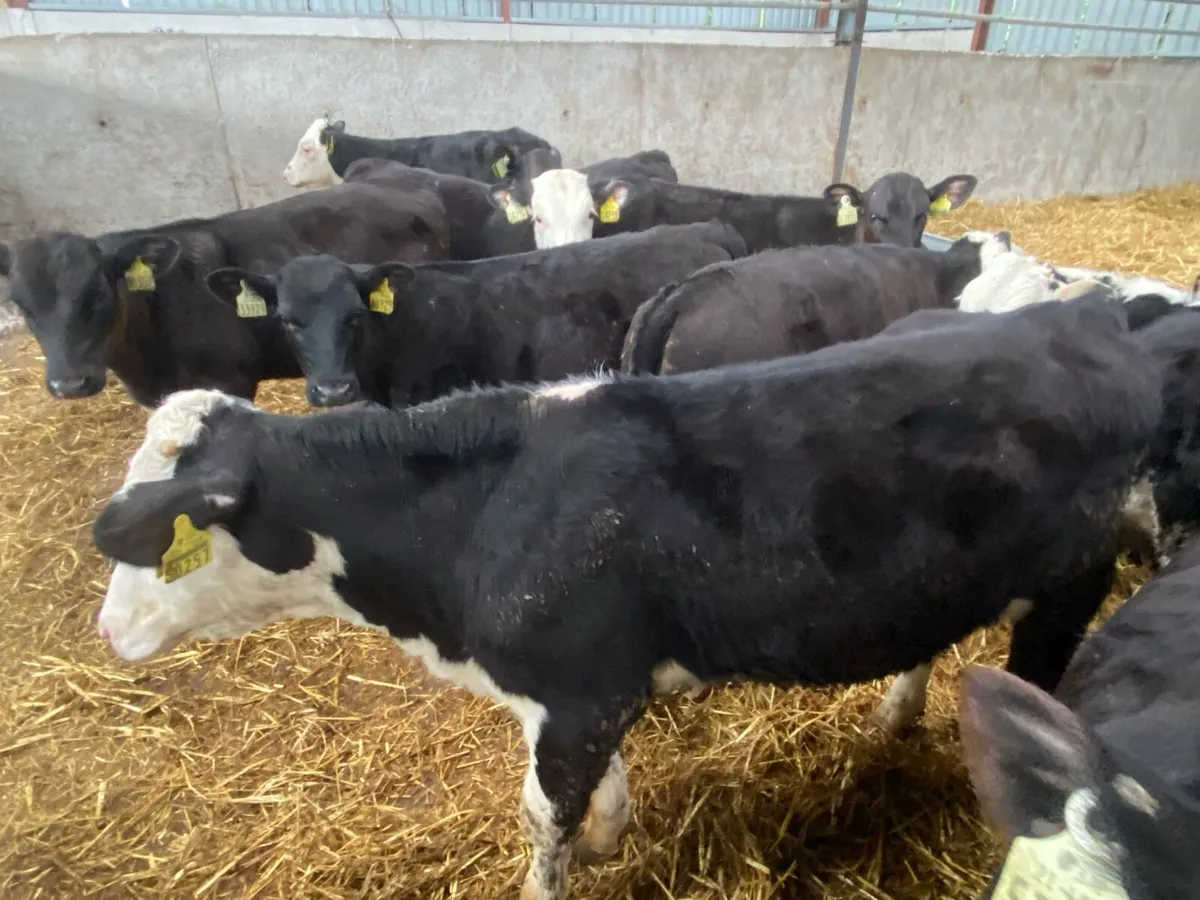 6 Month Old Bull  Weanlings 175kg @ Lissava - Image 2