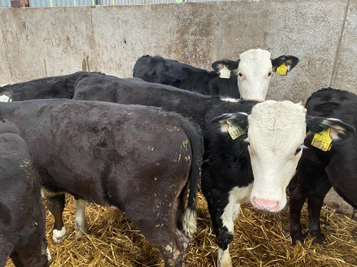 6 Month Old Bull  Weanlings 175kg @ Lissava - Image 3