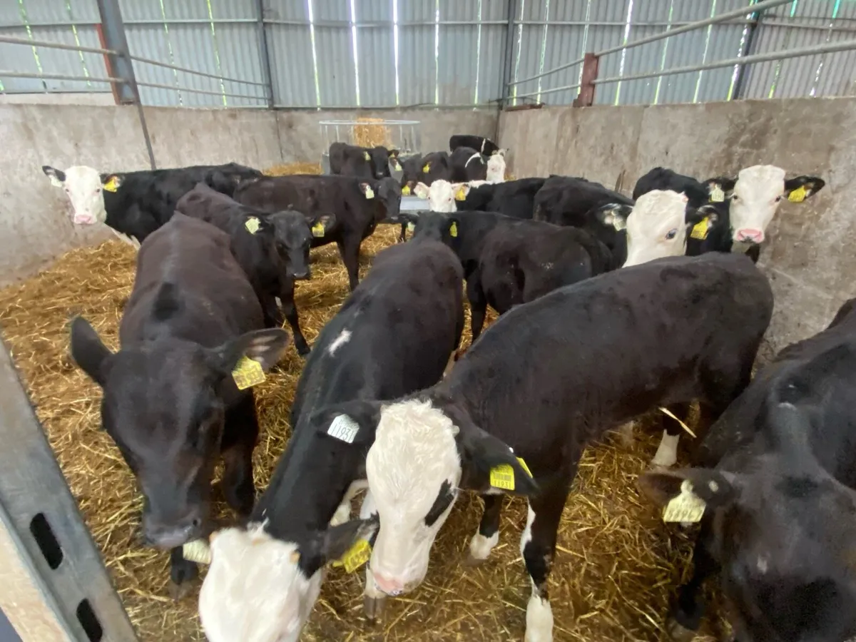 6 Month Old Bull  Weanlings 175kg @ Lissava - Image 4