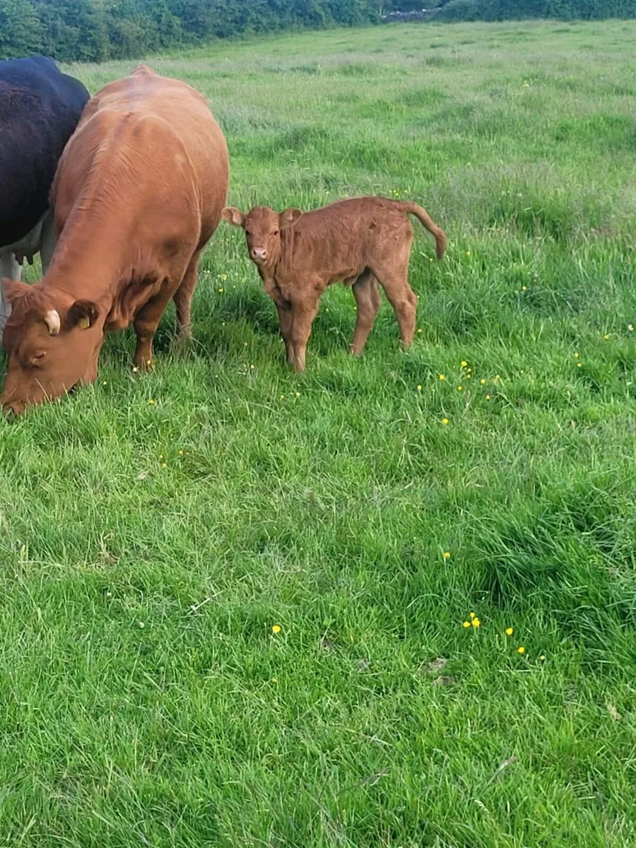 Heifer with calf at foot - Image 2