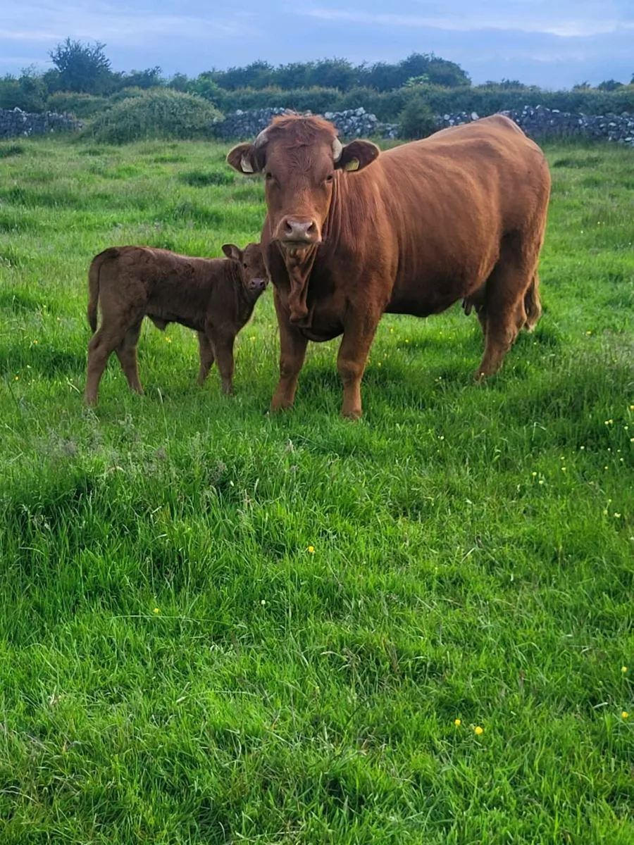 Heifer with calf at foot - Image 3