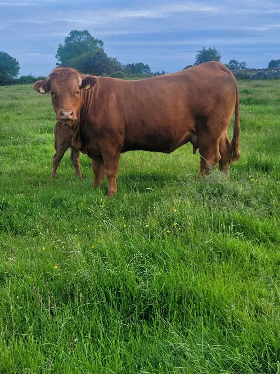Heifer with calf at foot - Image 4