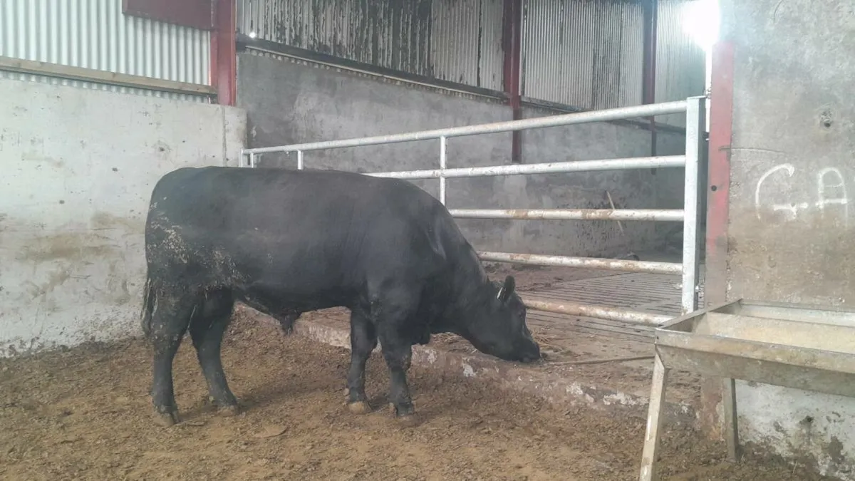 Coolcran Angus Pedigree Bull - Image 4