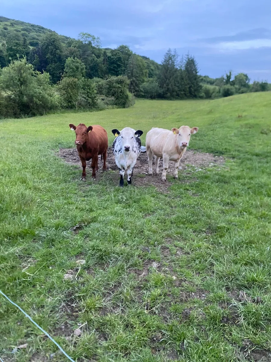 Nice Cow Makers - Image 1