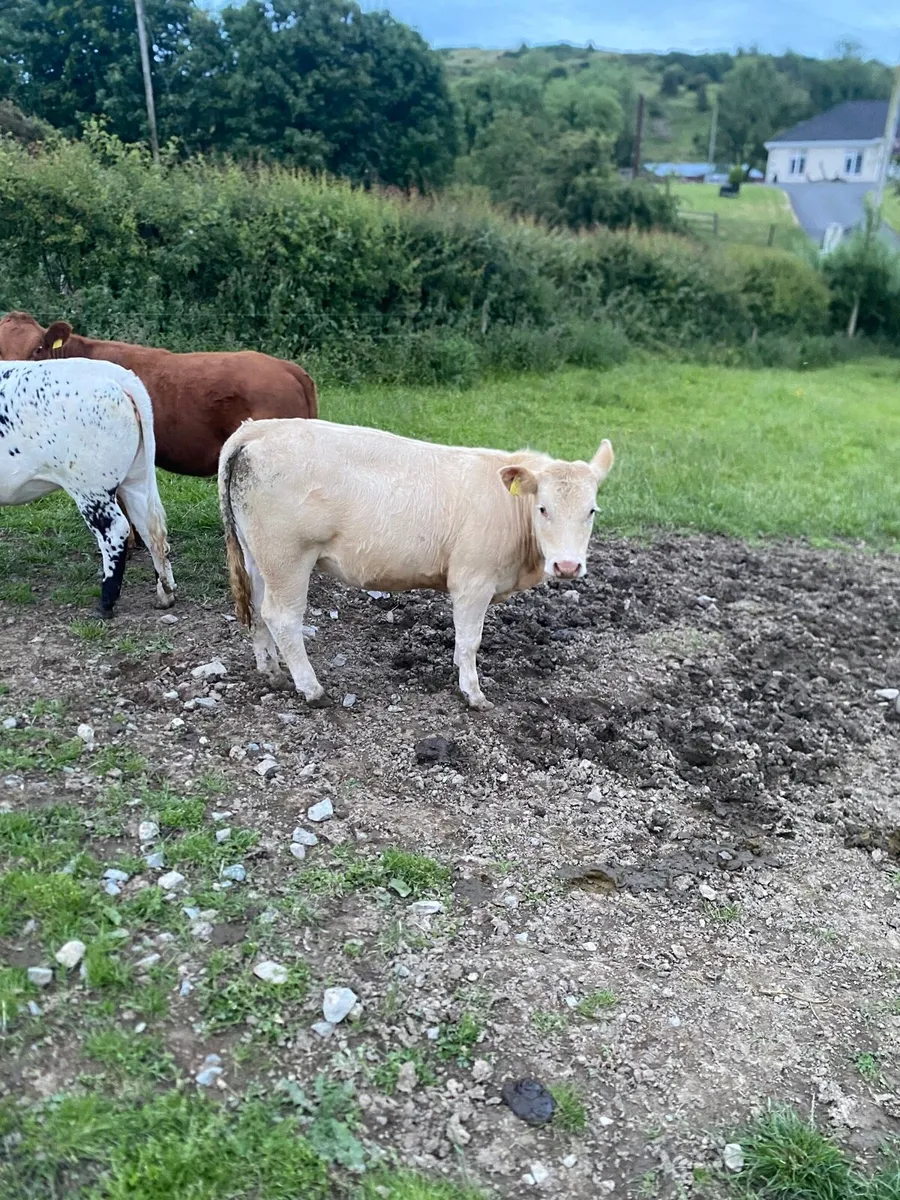 Nice Cow Makers - Image 2