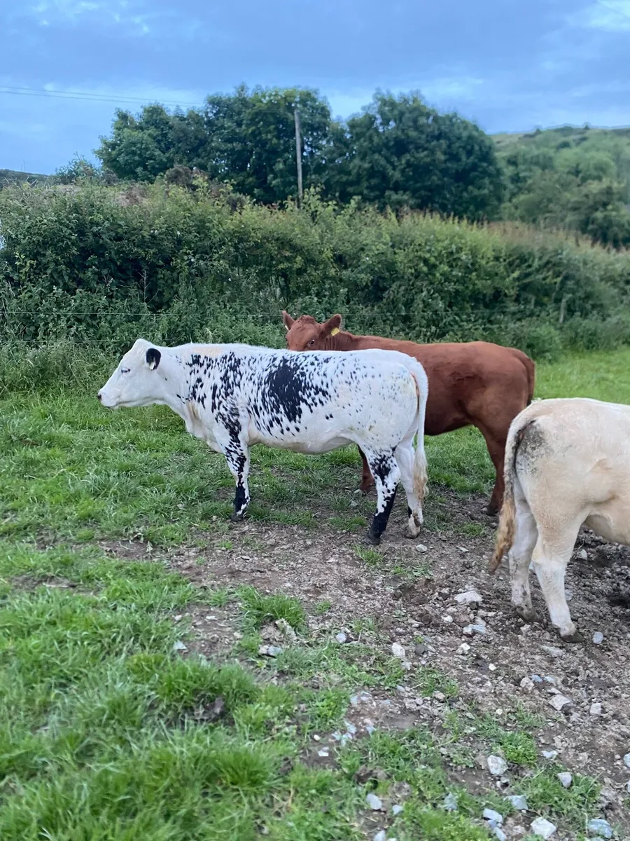 Nice Cow Makers - Image 3
