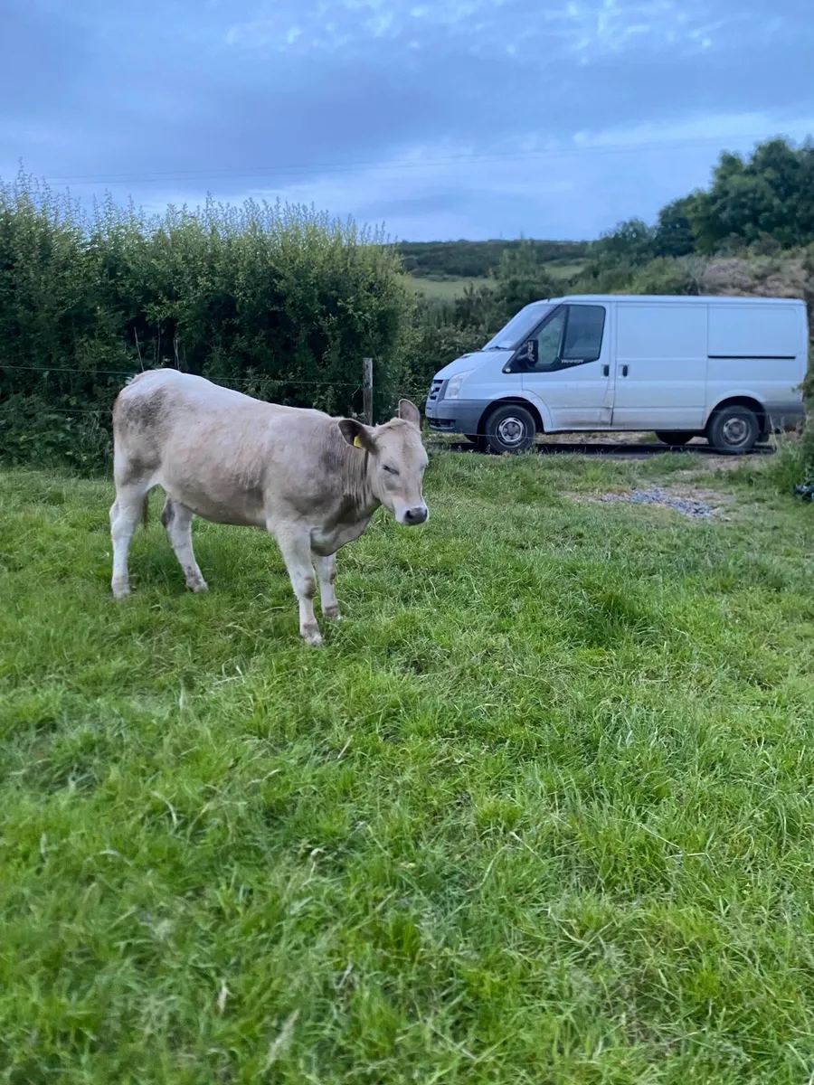 Nice Cow Makers - Image 4