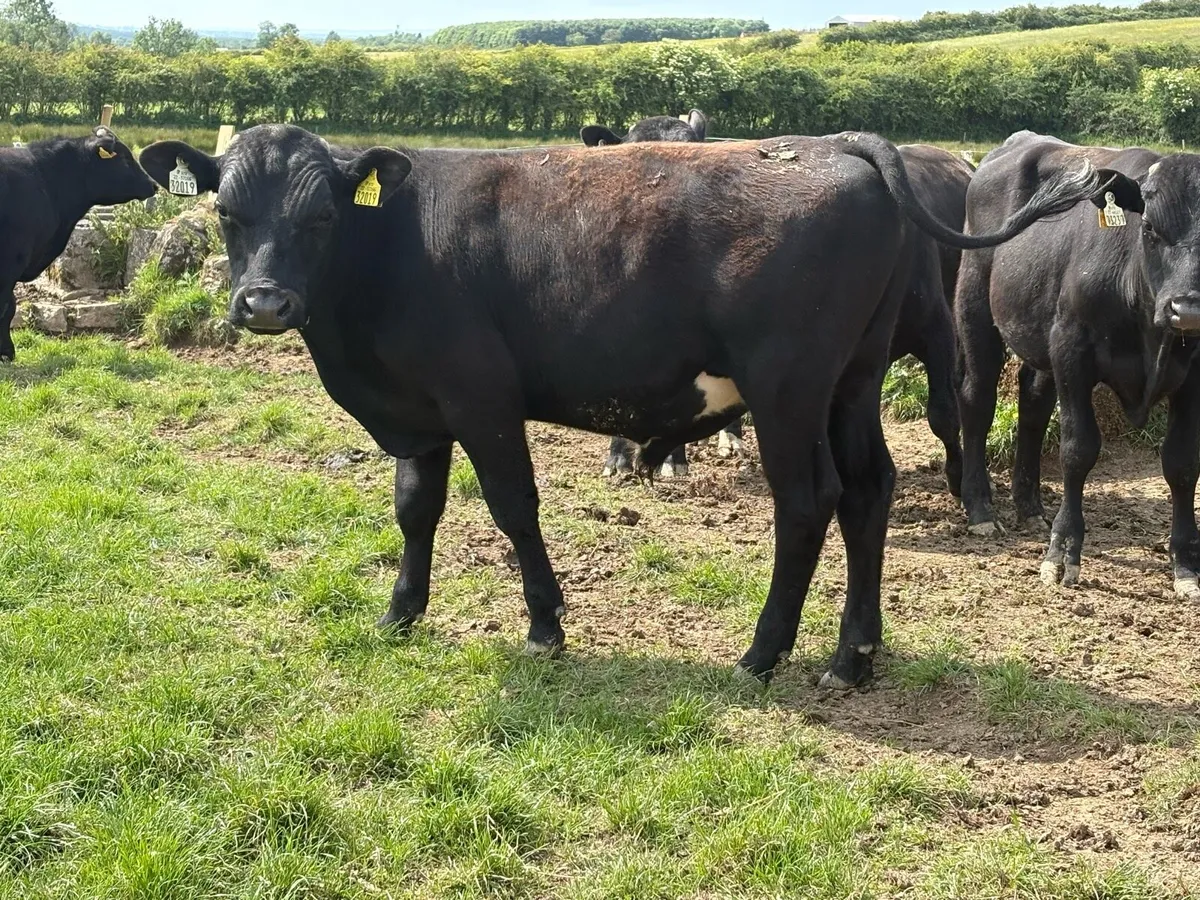 Aberdeen Angus - Image 3