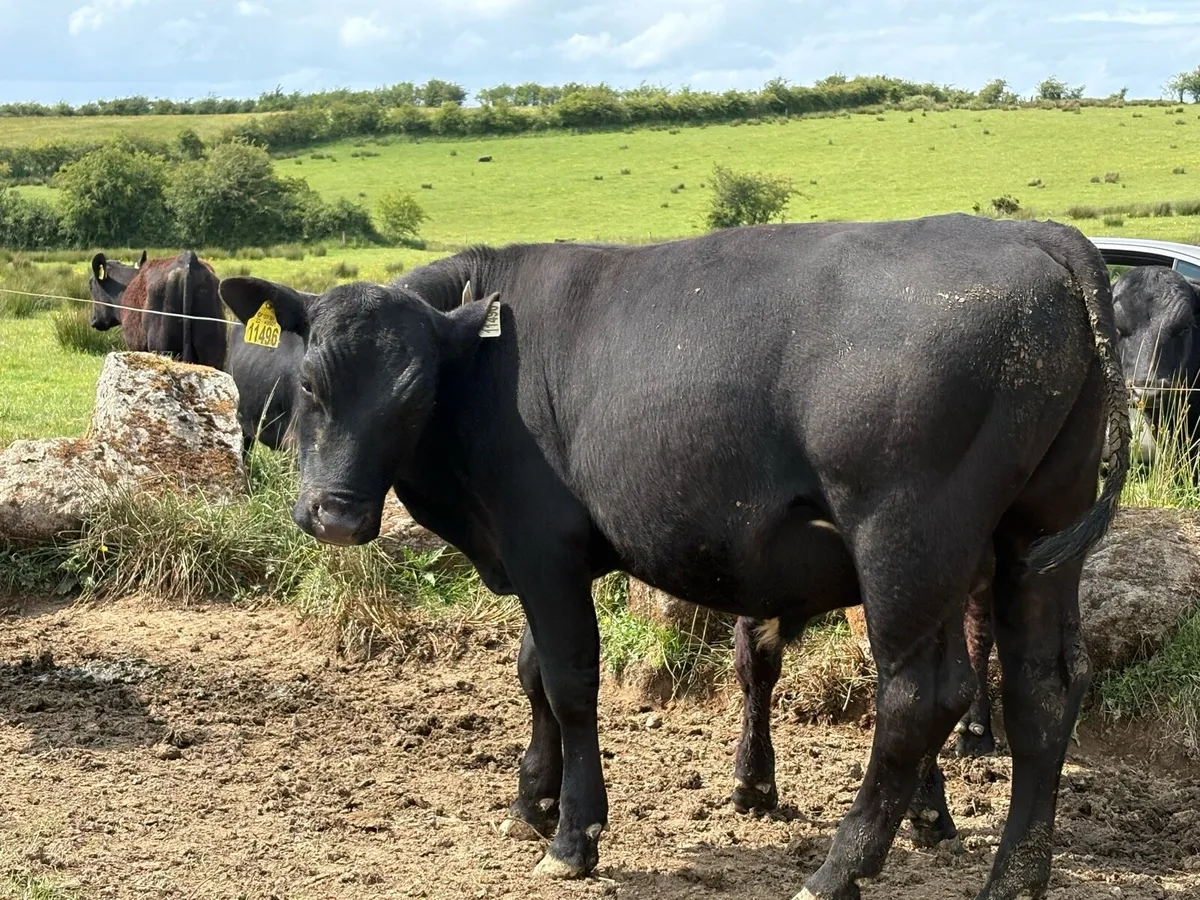 Aberdeen Angus - Image 4
