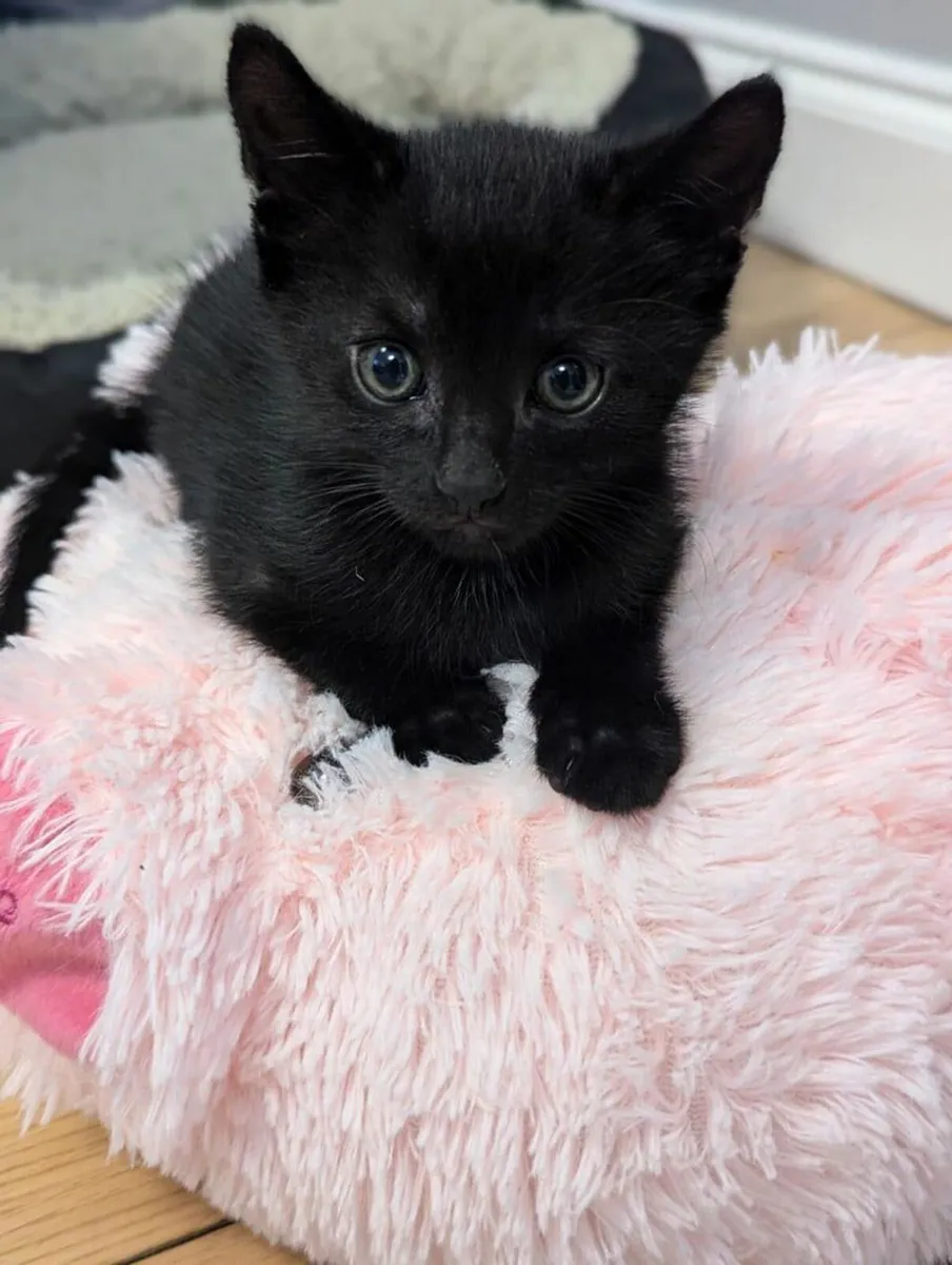 Kitten - Image 1