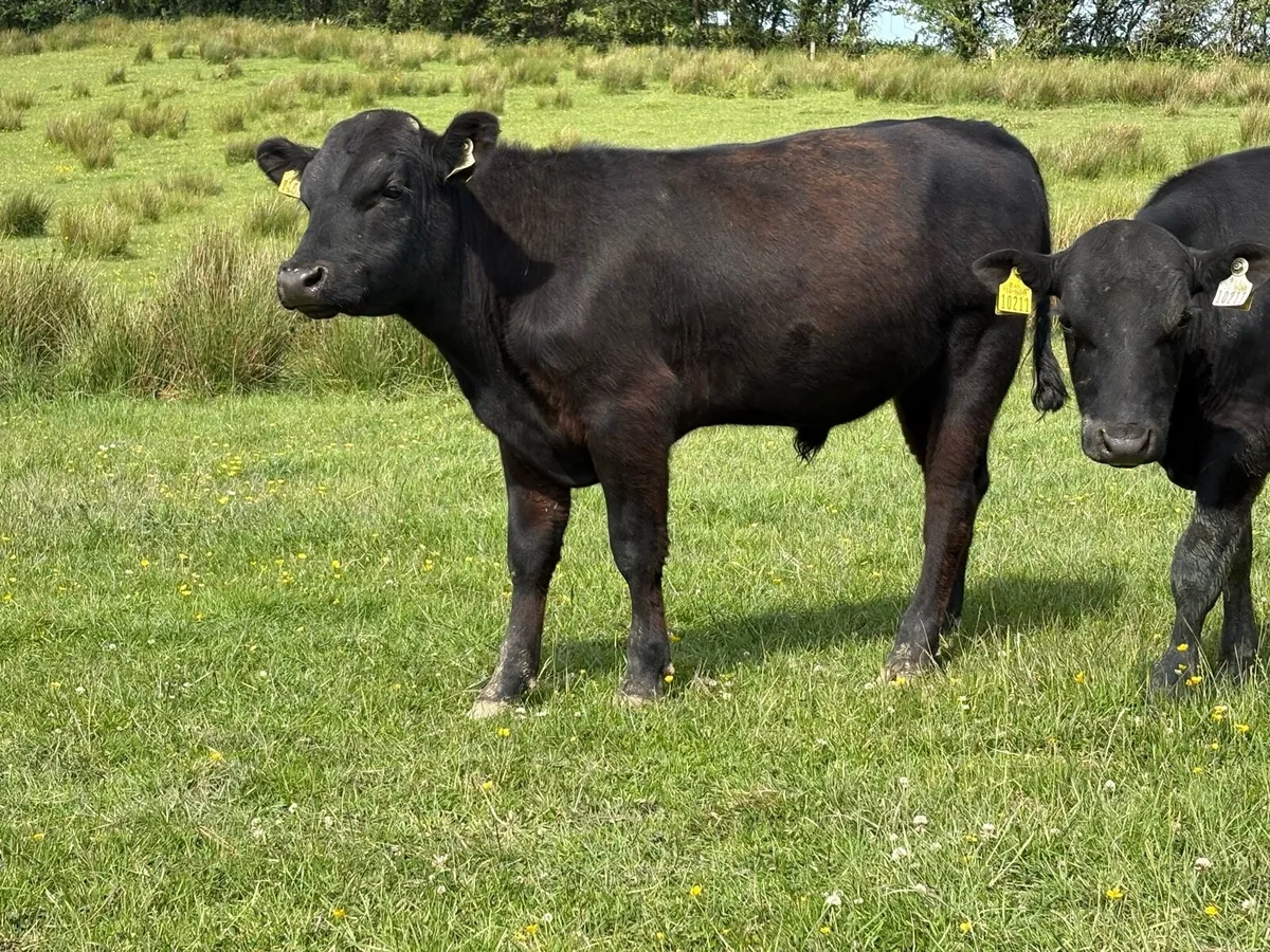Aberdeen Angus - Image 1
