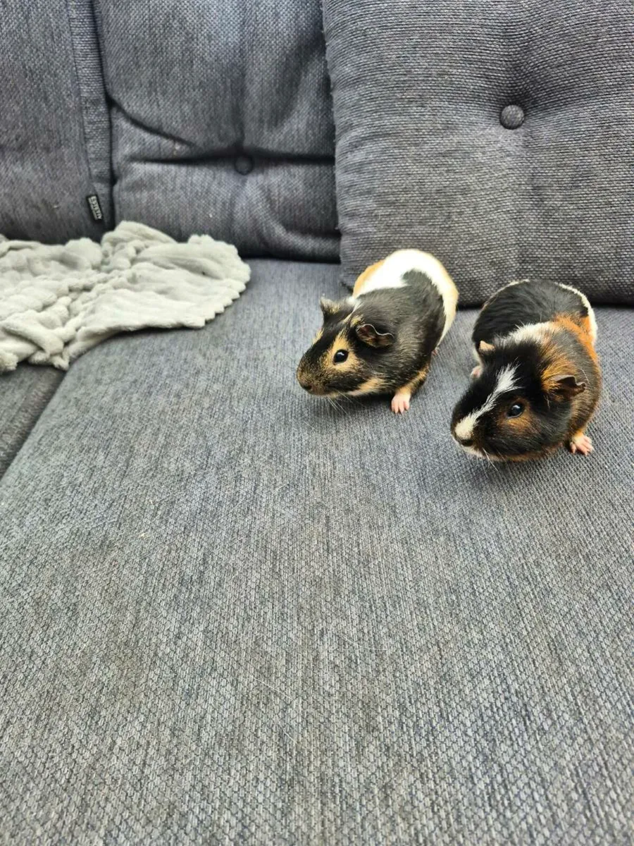 Male guinea pigs - Image 1