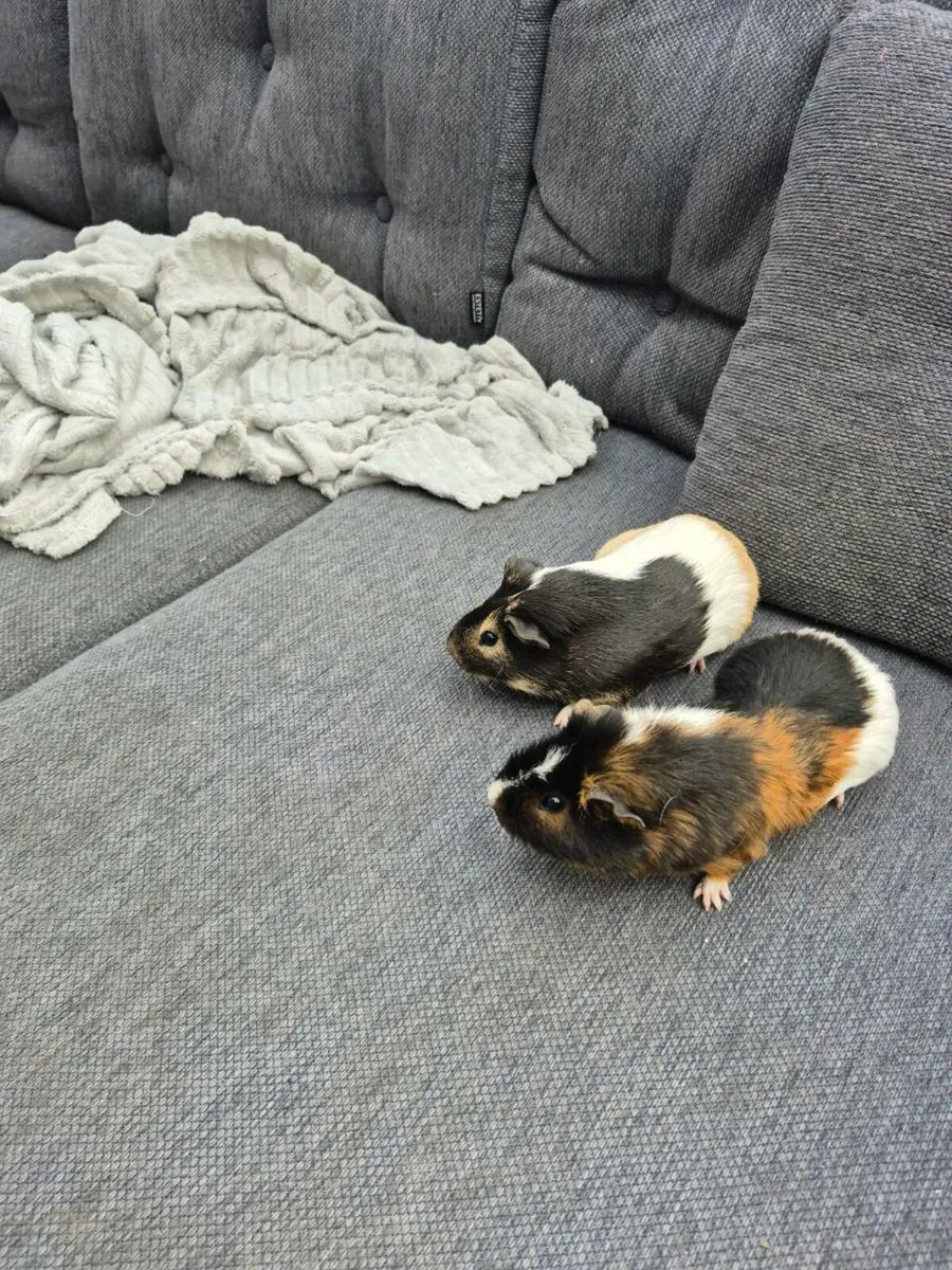 Male guinea pigs - Image 2