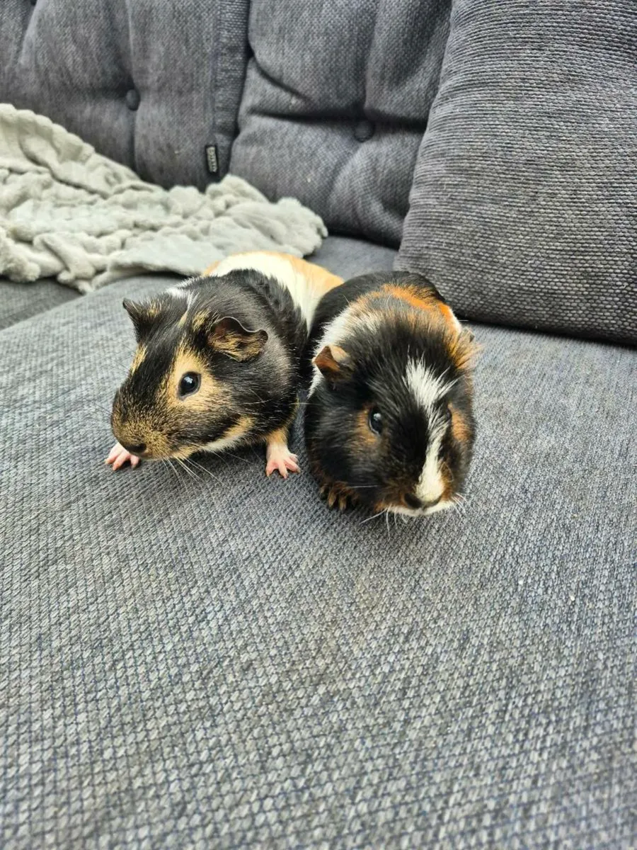 Male guinea pigs - Image 3