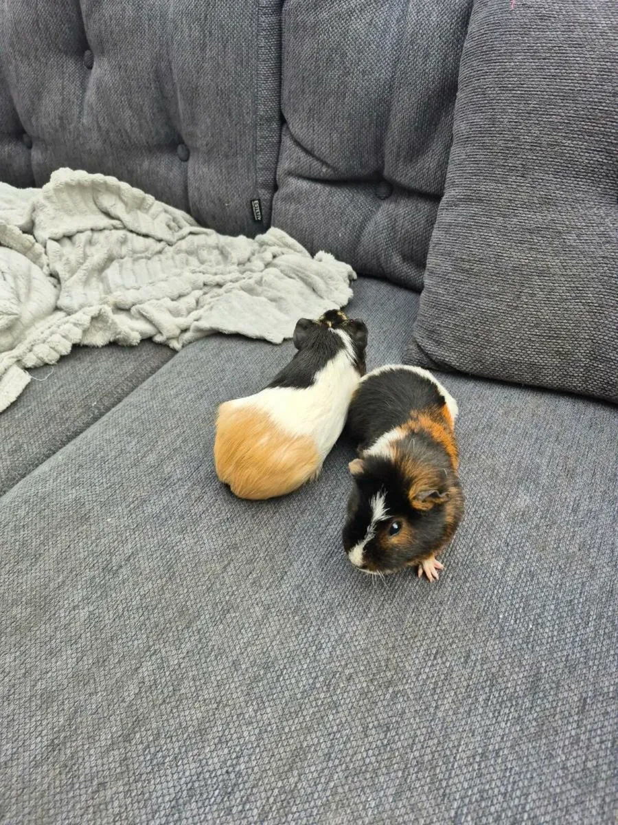 Male guinea pigs - Image 4