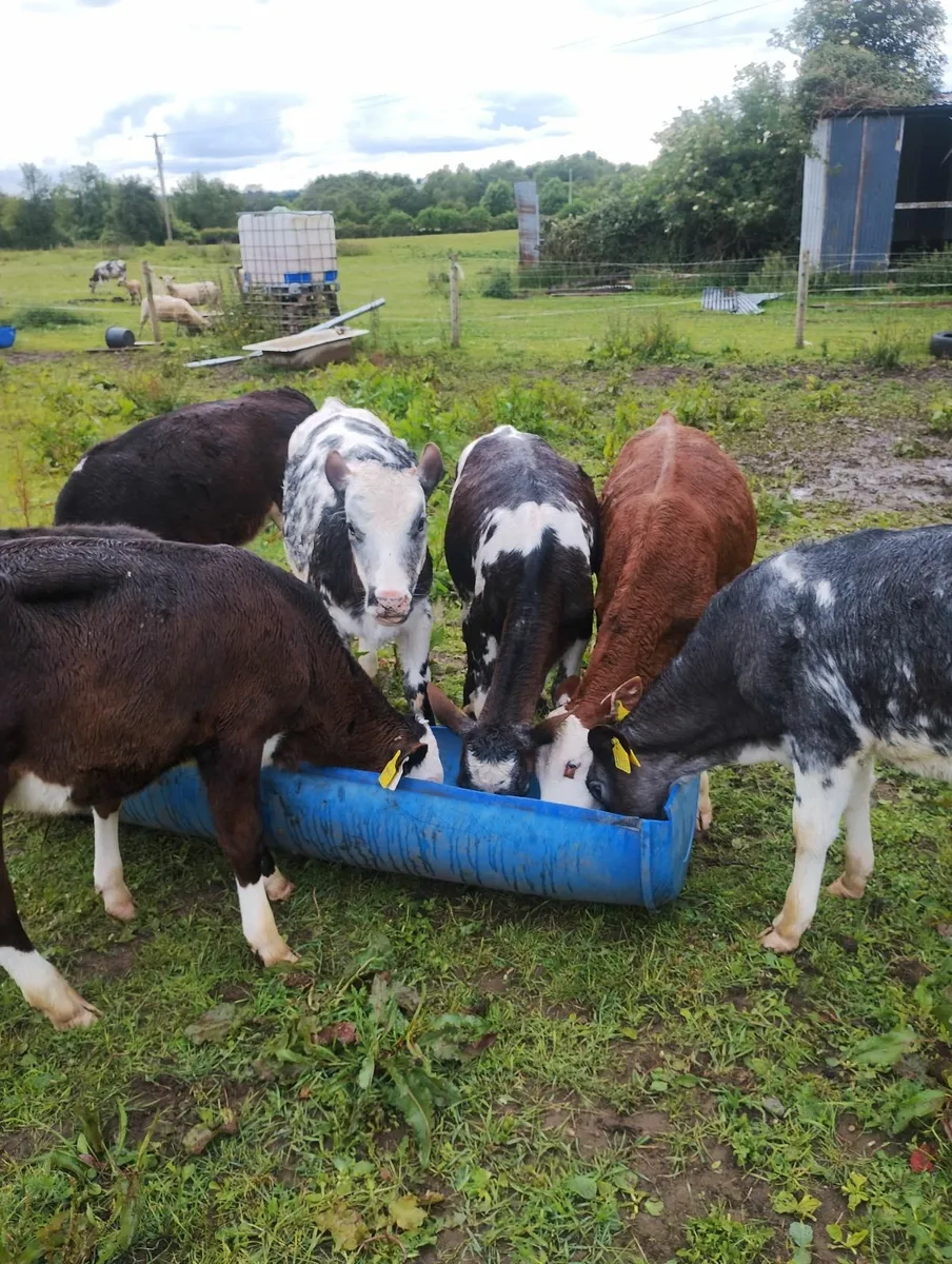 Calves - Image 1