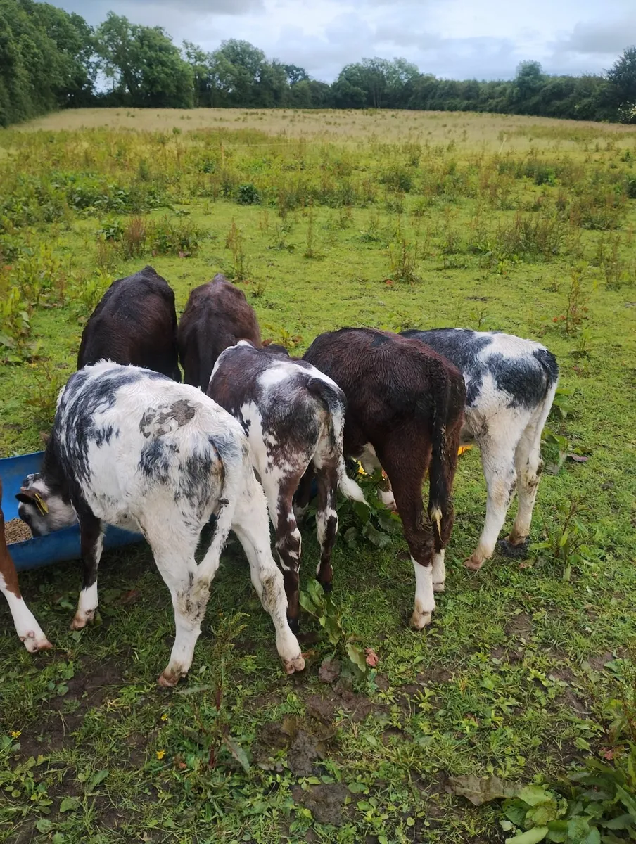 Calves - Image 2