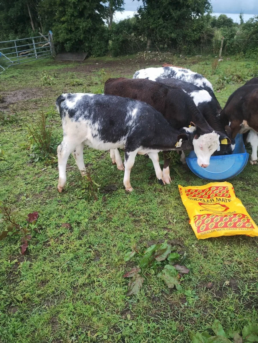 Calves - Image 3