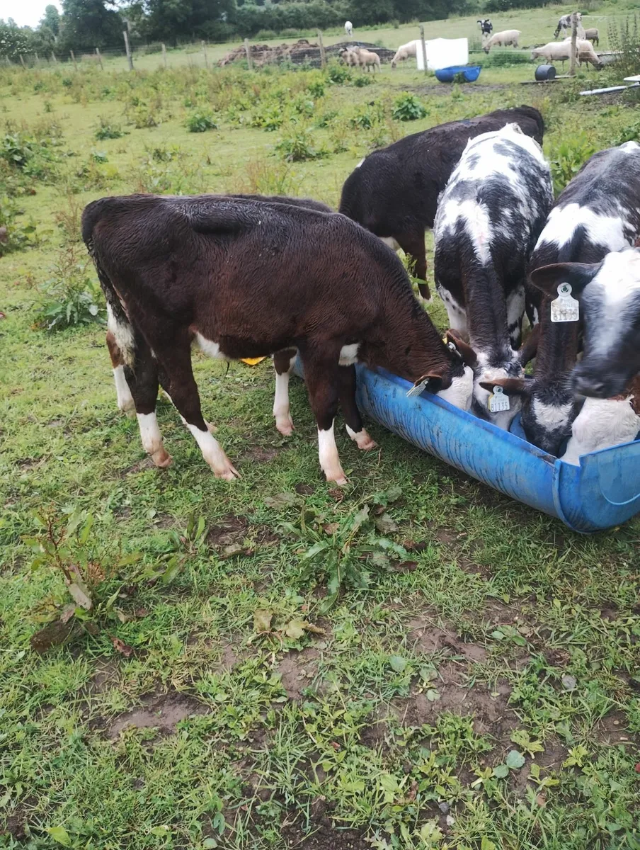 Calves - Image 4