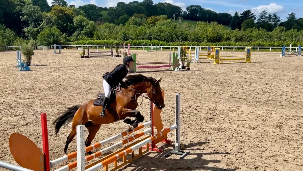 🐎Stunning 10yo All-Rounder ISH Mare 🐎 - Image 2