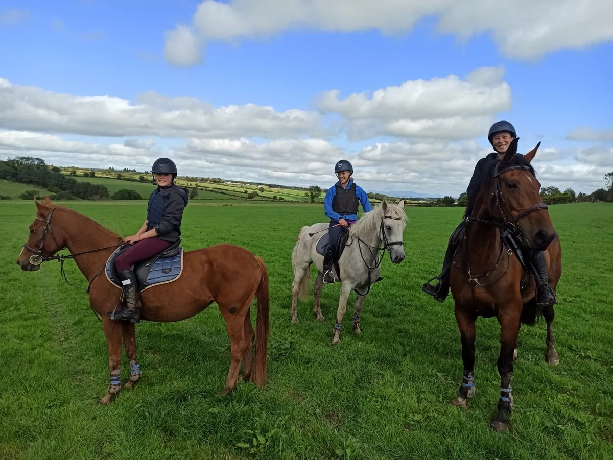 🐎Stunning 10yo All-Rounder ISH Mare 🐎 - Image 4