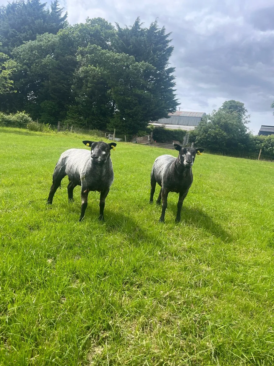 PBNR Blue Texel Ewe Hoggets - Image 1