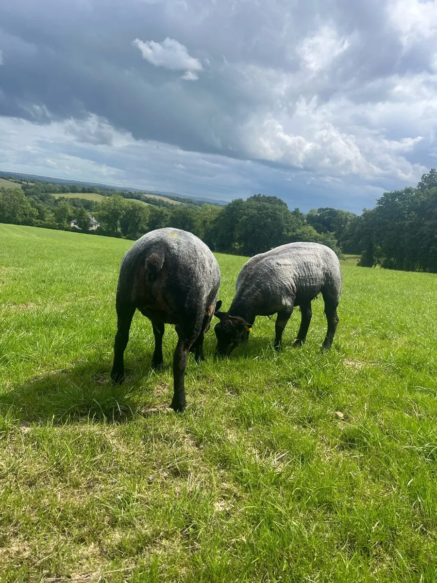 PBNR Blue Texel Ewe Hoggets - Image 2