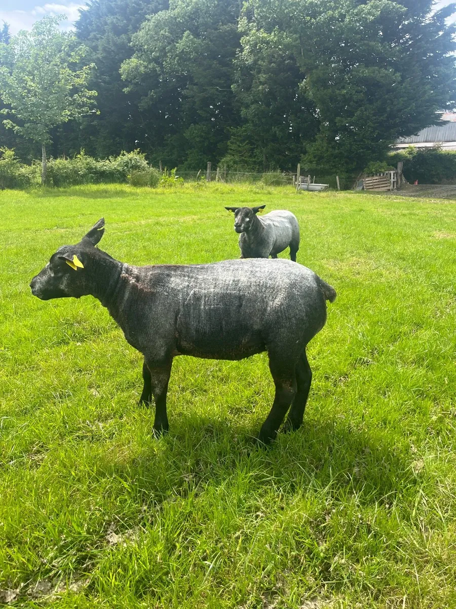 PBNR Blue Texel Ewe Hoggets - Image 3