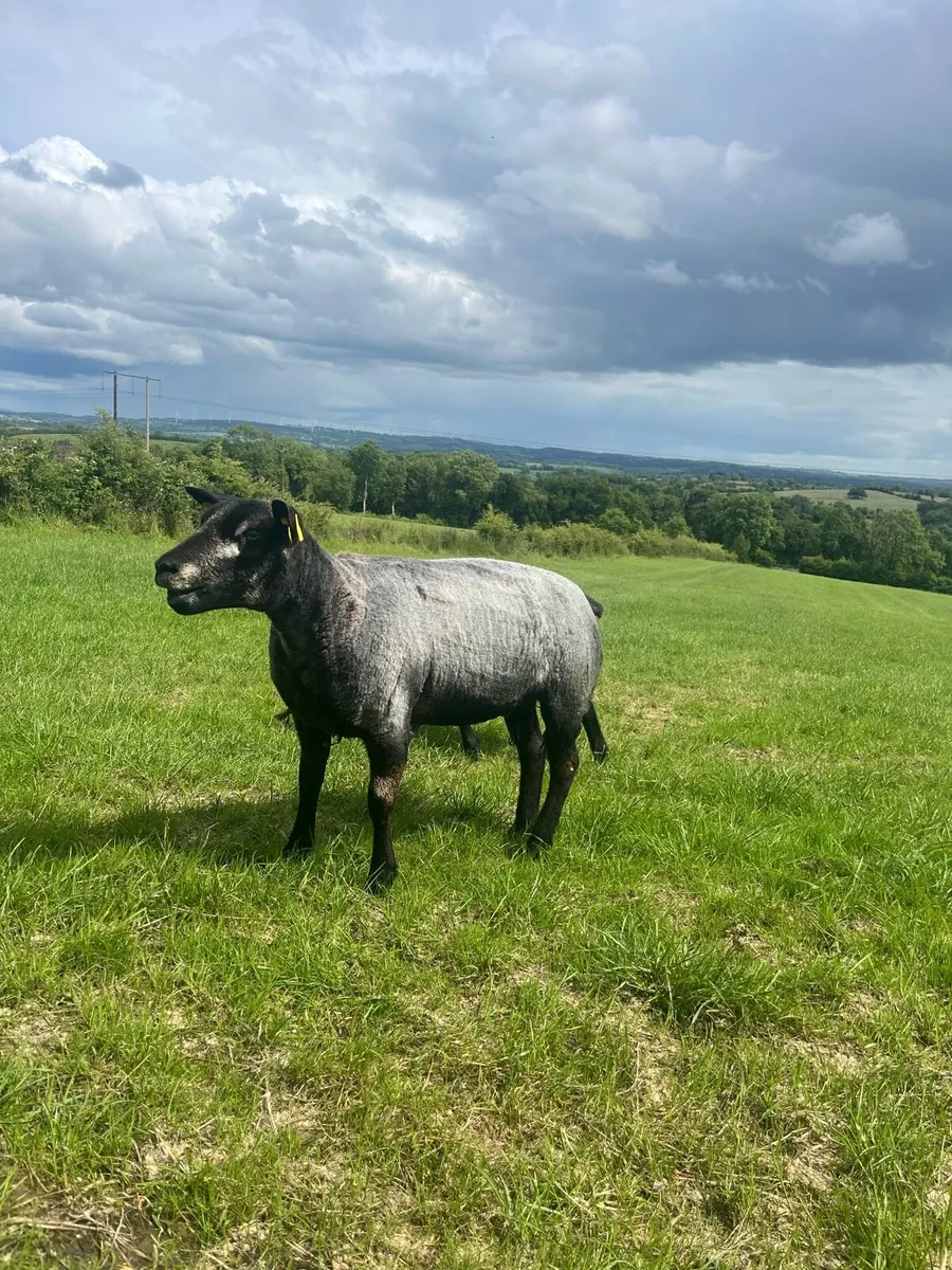 PBNR Blue Texel Ewe Hoggets - Image 4