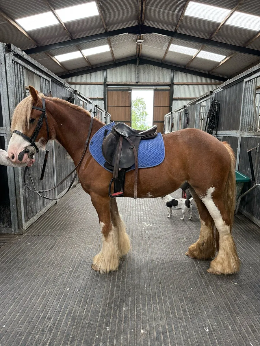 4yr old 13'1hh cob gelding - Image 1