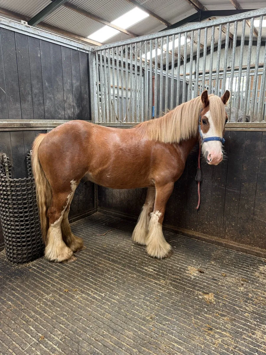 4yr old 13'1hh cob gelding - Image 2